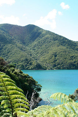 Photo of NZ Landscape